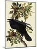 Common Raven-John James Audubon-Mounted Giclee Print