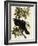 Common Raven-John James Audubon-Framed Giclee Print