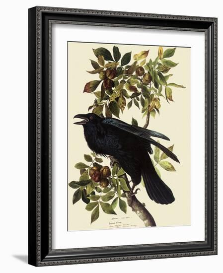 Common Raven-John James Audubon-Framed Giclee Print