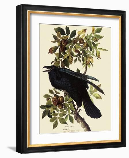 Common Raven-John James Audubon-Framed Giclee Print