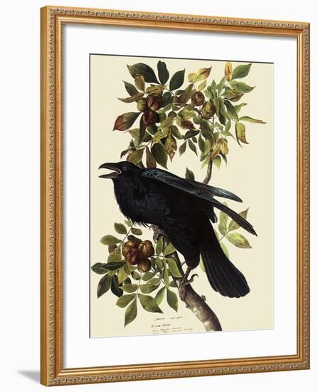 Common Raven-John James Audubon-Framed Giclee Print