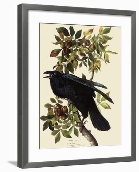 Common Raven-John James Audubon-Framed Giclee Print