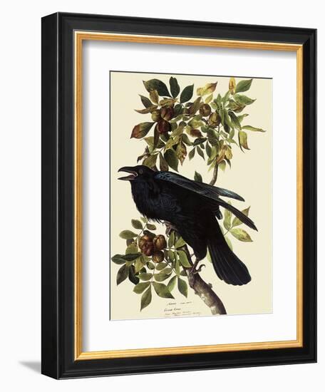 Common Raven-John James Audubon-Framed Giclee Print