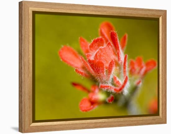 Common Red Paintbrush, California, Usa-Paul Colangelo-Framed Premier Image Canvas