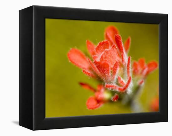 Common Red Paintbrush, California, Usa-Paul Colangelo-Framed Premier Image Canvas