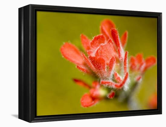 Common Red Paintbrush, California, Usa-Paul Colangelo-Framed Premier Image Canvas