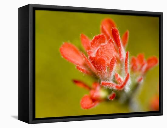 Common Red Paintbrush, California, Usa-Paul Colangelo-Framed Premier Image Canvas