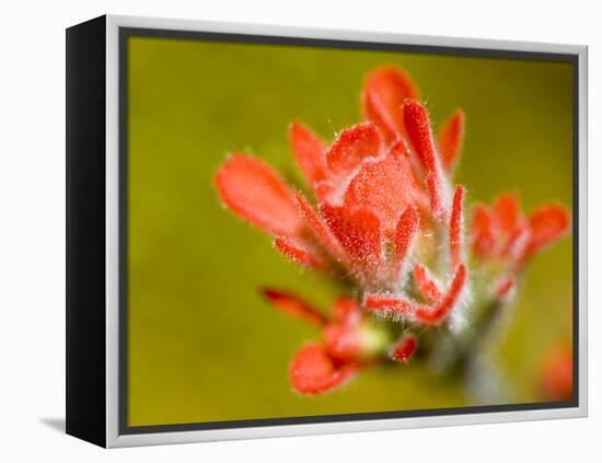 Common Red Paintbrush, California, Usa-Paul Colangelo-Framed Premier Image Canvas