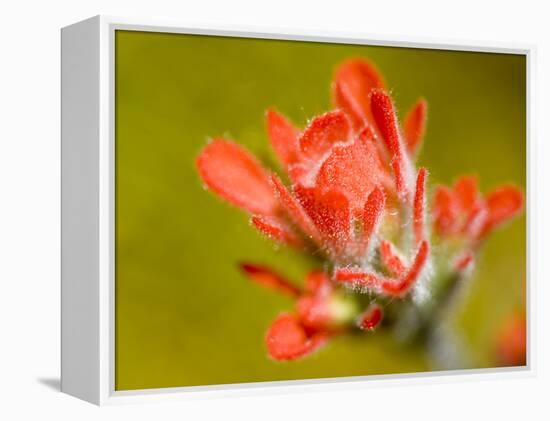 Common Red Paintbrush, California, Usa-Paul Colangelo-Framed Premier Image Canvas