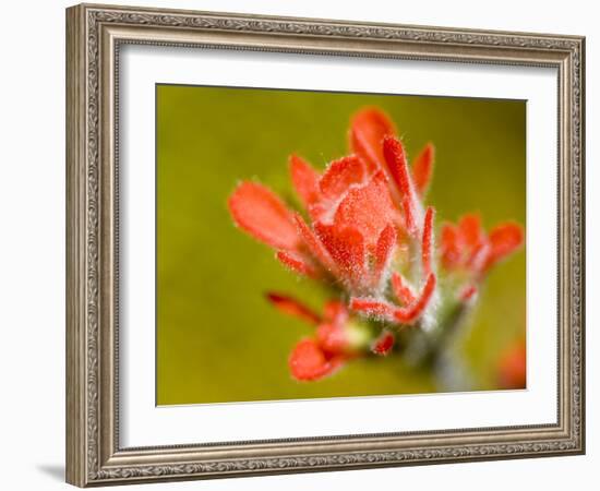 Common Red Paintbrush, California, Usa-Paul Colangelo-Framed Photographic Print