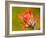 Common Red Paintbrush, California, Usa-Paul Colangelo-Framed Photographic Print