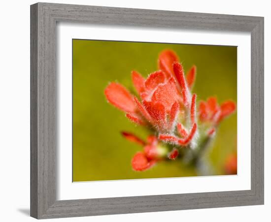 Common Red Paintbrush, California, Usa-Paul Colangelo-Framed Photographic Print