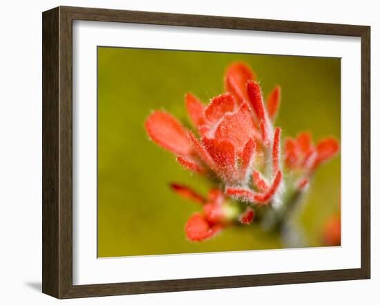 Common Red Paintbrush, California, Usa-Paul Colangelo-Framed Photographic Print