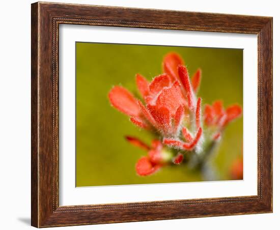 Common Red Paintbrush, California, Usa-Paul Colangelo-Framed Photographic Print