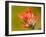 Common Red Paintbrush, California, Usa-Paul Colangelo-Framed Photographic Print