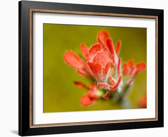 Common Red Paintbrush, California, Usa-Paul Colangelo-Framed Photographic Print