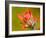 Common Red Paintbrush, California, Usa-Paul Colangelo-Framed Photographic Print