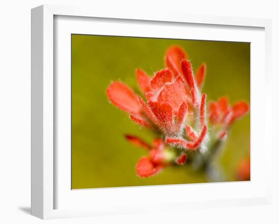 Common Red Paintbrush, California, Usa-Paul Colangelo-Framed Photographic Print