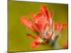 Common Red Paintbrush, California, Usa-Paul Colangelo-Mounted Photographic Print