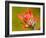 Common Red Paintbrush, California, Usa-Paul Colangelo-Framed Photographic Print