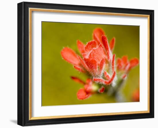 Common Red Paintbrush, California, Usa-Paul Colangelo-Framed Photographic Print