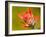 Common Red Paintbrush, California, Usa-Paul Colangelo-Framed Photographic Print