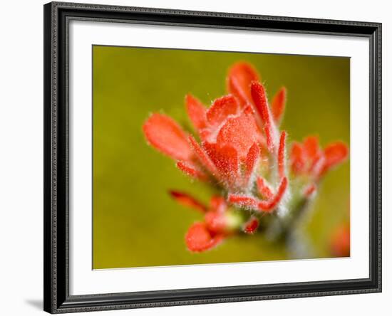 Common Red Paintbrush, California, Usa-Paul Colangelo-Framed Photographic Print