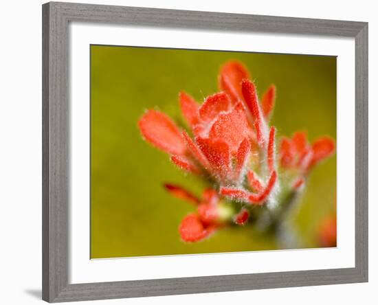 Common Red Paintbrush, California, Usa-Paul Colangelo-Framed Photographic Print