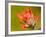 Common Red Paintbrush, California, Usa-Paul Colangelo-Framed Photographic Print