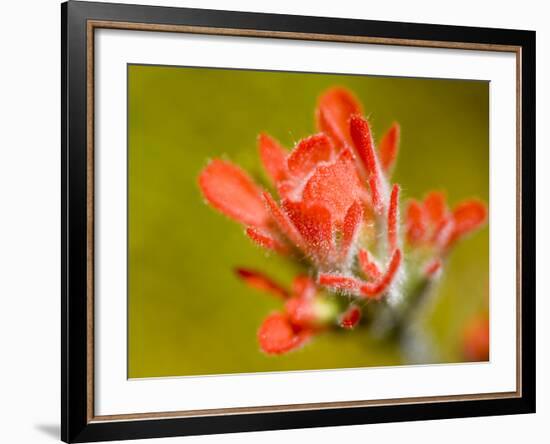 Common Red Paintbrush, California, Usa-Paul Colangelo-Framed Photographic Print