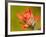 Common Red Paintbrush, California, Usa-Paul Colangelo-Framed Photographic Print