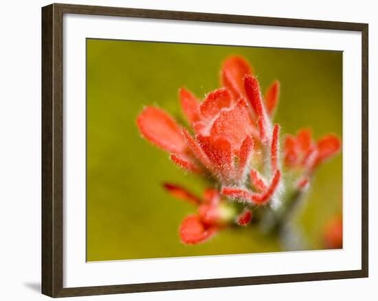 Common Red Paintbrush, California, Usa-Paul Colangelo-Framed Photographic Print