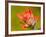 Common Red Paintbrush, California, Usa-Paul Colangelo-Framed Photographic Print