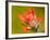 Common Red Paintbrush, California, Usa-Paul Colangelo-Framed Photographic Print