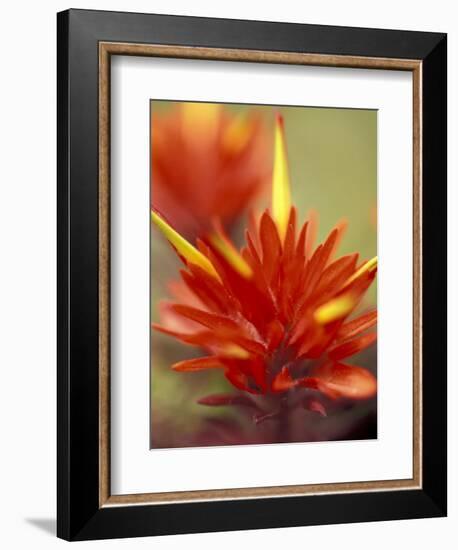 Common Red Paintbrush, Mt. Rainier National Park, Washington, USA-William Sutton-Framed Photographic Print