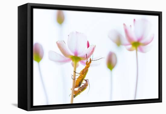 Common red soldier beetle pair mating, The Netherlands-Edwin Giesbers-Framed Premier Image Canvas