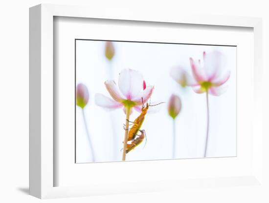 Common red soldier beetle pair mating, The Netherlands-Edwin Giesbers-Framed Photographic Print