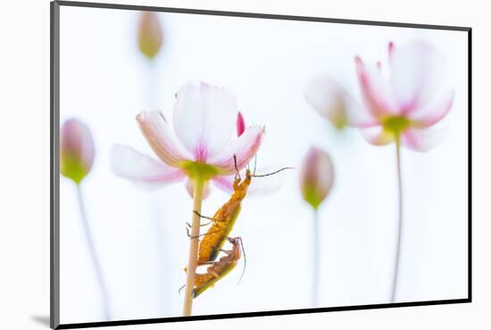 Common red soldier beetle pair mating, The Netherlands-Edwin Giesbers-Mounted Photographic Print