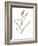 Common Reed, Artwork-Lizzie Harper-Framed Photographic Print