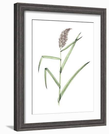 Common Reed, Artwork-Lizzie Harper-Framed Photographic Print