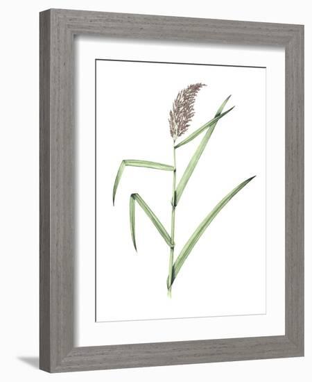 Common Reed, Artwork-Lizzie Harper-Framed Photographic Print