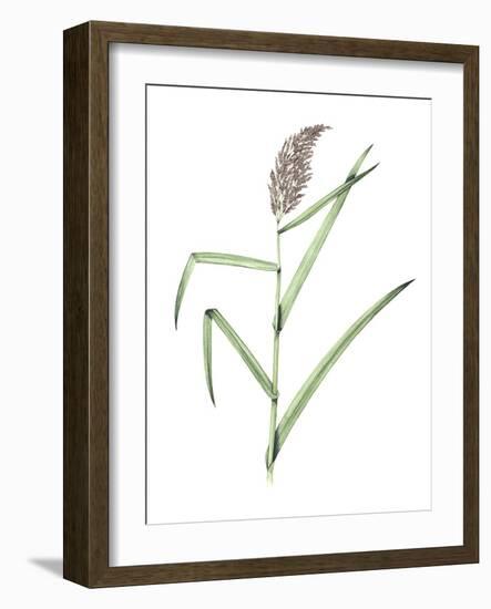 Common Reed, Artwork-Lizzie Harper-Framed Photographic Print