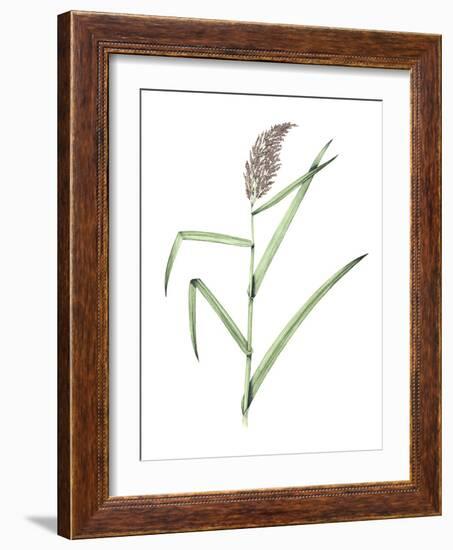 Common Reed, Artwork-Lizzie Harper-Framed Photographic Print