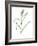 Common Reed, Artwork-Lizzie Harper-Framed Photographic Print