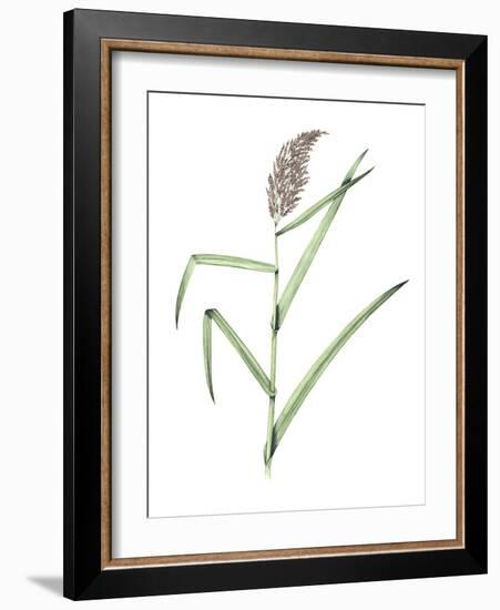 Common Reed, Artwork-Lizzie Harper-Framed Photographic Print