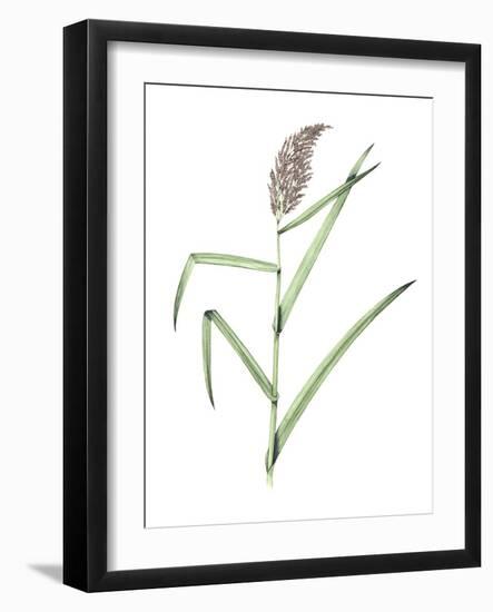 Common Reed, Artwork-Lizzie Harper-Framed Photographic Print