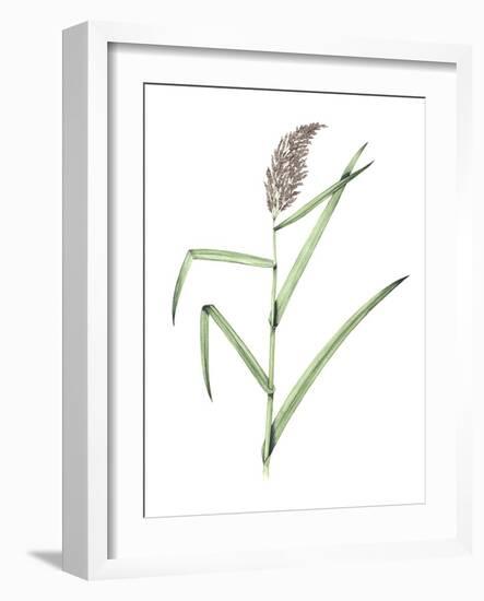 Common Reed, Artwork-Lizzie Harper-Framed Photographic Print