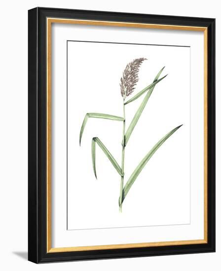 Common Reed, Artwork-Lizzie Harper-Framed Photographic Print