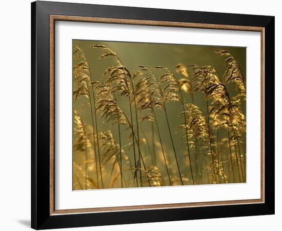Common Reeds, Bude Canal, Cornwall, UK-Ross Hoddinott-Framed Photographic Print