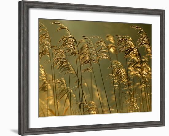 Common Reeds, Bude Canal, Cornwall, UK-Ross Hoddinott-Framed Photographic Print